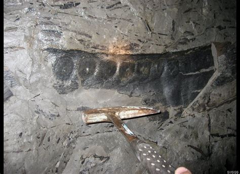 While exploring a coal mine, scientists found plant fossils which .